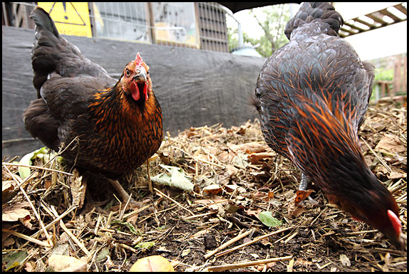 Clarice, a Rhode Rock hen Picture of Rhode Rock hen