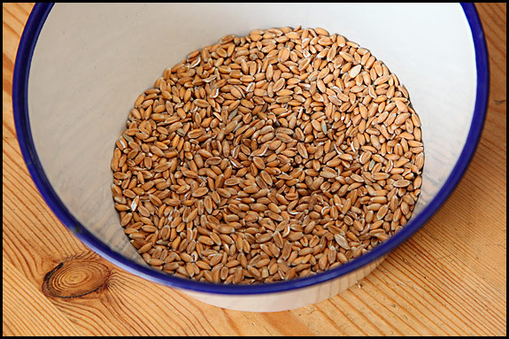 organic spelt grain